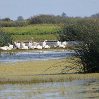 White Pelicans Resting in Yolo Bypass Wetlands