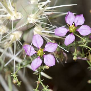 Purple Geranium Flowers on Cactus Plant