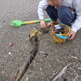 Young Explorer Collecting Beach Treasures at Low Tide