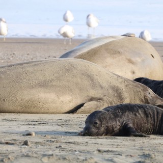 Elephant Seal Family Resting on Drakes Beach