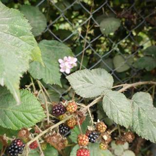Harvesting Juicy Blackberries
