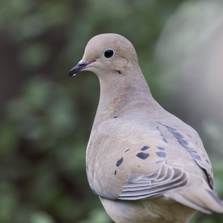 Mourning Dove Portrait in Soft Natural Light