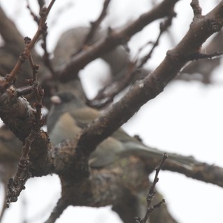 Camouflaged Bird Among Twisted Branches in Winter