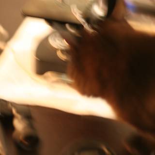 Curious Cat Examines Microscopic World