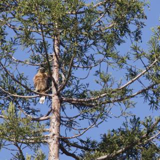 Majestic Perch