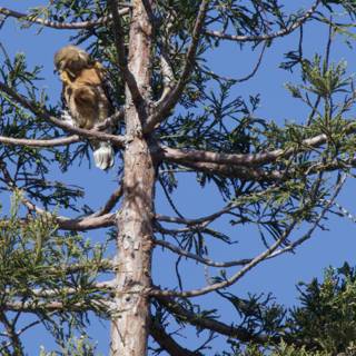 Majestic Perch