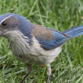 Jay Among the Grass