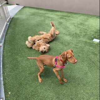 Playtime on the Artificial Lawn