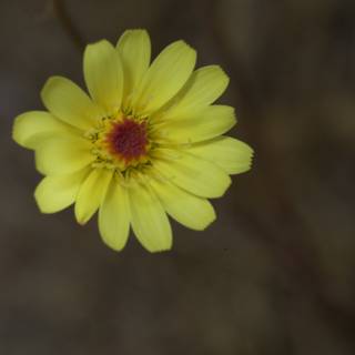 Vibrant Yellow Daisy with a Red Center