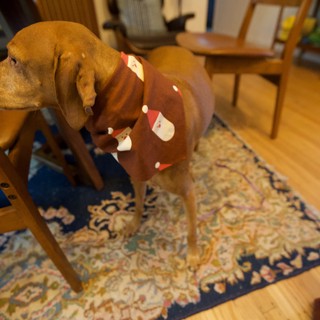 Brown Dog in Festive Santa Sweater at Home