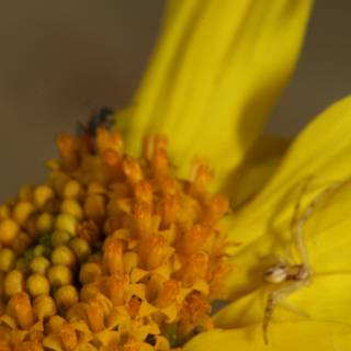 Spider Savoring Pollen on a Yellow Daisy