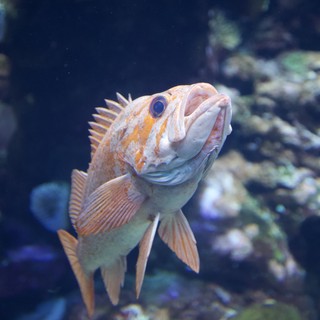 Orange Rockfish Swimming in Aquarium Tank