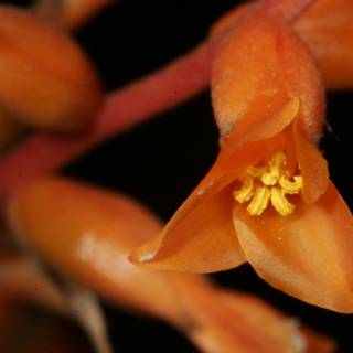 Vibrant Orange Lily