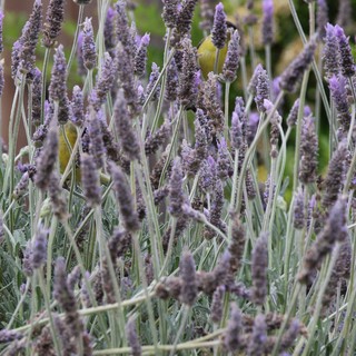 Lavender Field in Soft Focus Detail