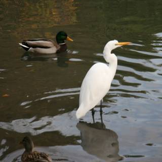 White Bird among Ducks in the Water