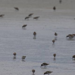 Gathering of the Shorebirds