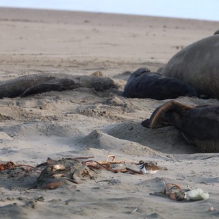 Elephant Seals Resting on Sandy Beach at Drakes Beach