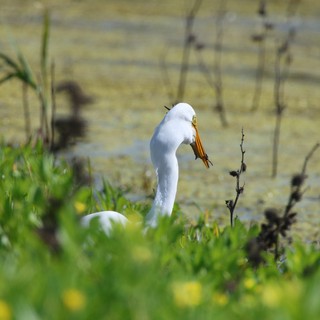 Great Egret with Fresh Catch at Wetland