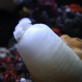 White Sea Anemone in Colorful Marine Environment