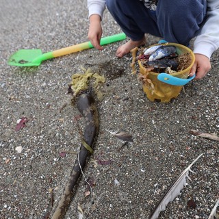 Young Explorer Collecting Beach Treasures at Low Tide