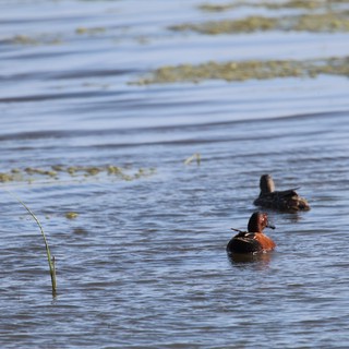 Cinnamon Teal Pair Swimming in Shallow Wetland Waters