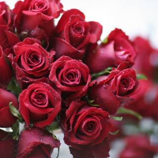 A Stunning Bouquet of 15 Red Roses