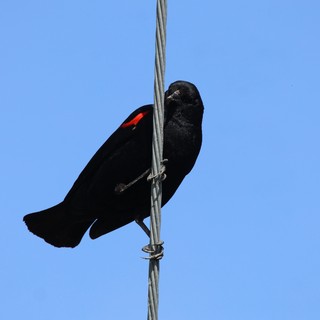 Red-Winged Blackbird Perched on Wire Against Clear Sky