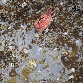 Red Rock Crab Navigates Barnacle-Covered Tidal Surface