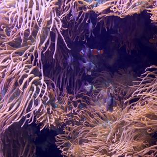 Undersea Wonderland: Clownfish and Anemones