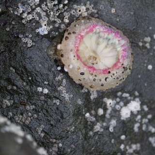 Vibrant Pink Barnacle Open on Intertidal Rock