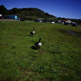 Geese Stroll in Sausalito