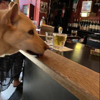 Canine at the Bar