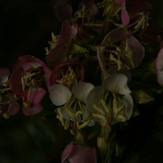 Nighttime Geranium Bloom