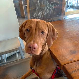 Well-Behaved Vizsla at the Table