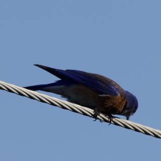 Perched in Blue Majesty