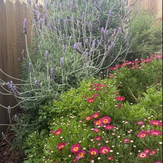 Springtime Symphony in the Garden