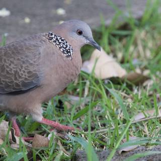 Gentle Forager: A Spotted Dove at Honolulu Zoo