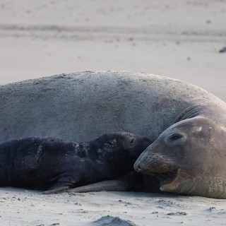 Mother Elephant Seal and Pup Bonding at Drakes Beach