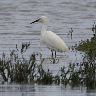 Tranquil Waterside Watch
