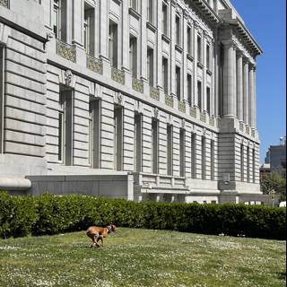 Pup's Playful Run by San Francisco City Hall