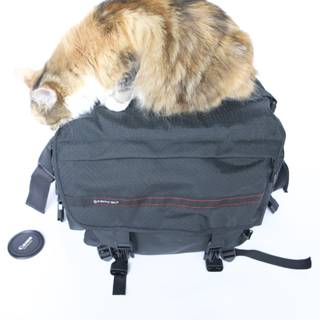 Curious Cat atop a Backpack.