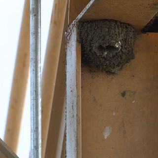 Cliff Swallow Nest Under Bridge at Yolo Bypass