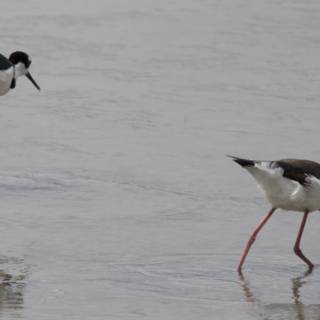 Graceful Waders of San Pablo Bay