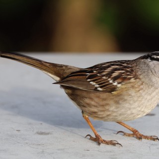 White-Crowned Sparrow Portrait at Close Range