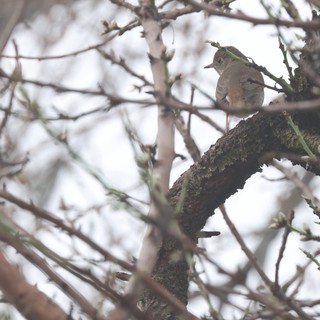 Hermit Thrush Perched Among Mossy Winter Branches