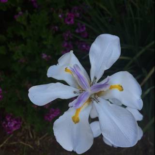 White Geranium Flower in Altadena