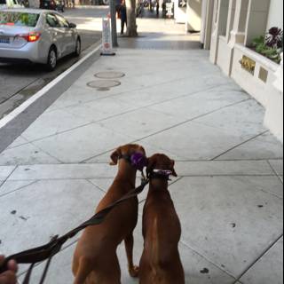 Walking the Dogs on a Busy LA Street