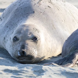 Young Elephant Seal Pup Resting on Sandy Beach