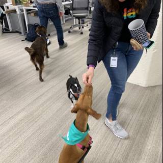 Office canine companion
