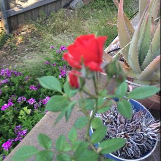 Red Rose and Cactus Duo in Altadena